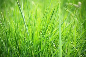 Grashalme im strahlenden Sonnenlicht.