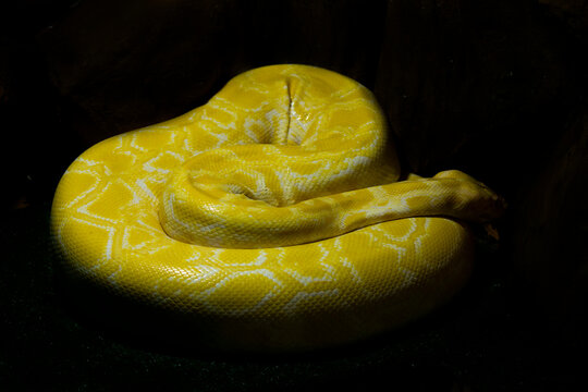 yellow snake