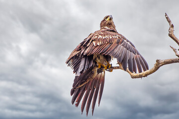 Juvenile Bald Eagle