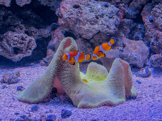 Peixe Palhaço Anêmona Aquário AquaRio Rio de Janeiro Procurando Nemo
