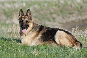 german shepherd dog