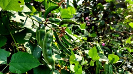 Bean on bean tree and green leaves background