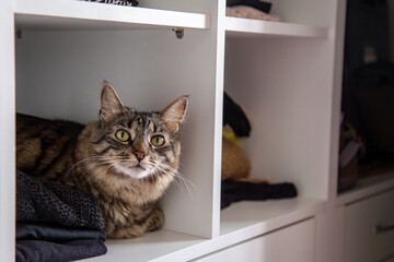 A striped cat inside a wardrobe with clothes