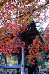 日本の燃えるような秋の紅葉