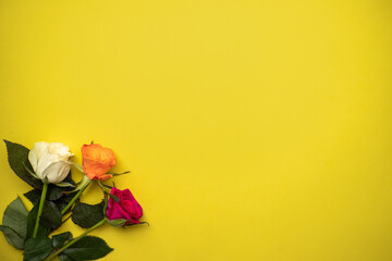 multi-colored roses on a yellow background. place for text