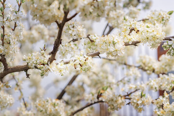 Cherry flowers branch