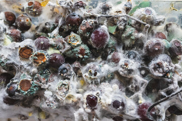 Spoiled food. Grapes are covered with green, blue and white mold. Reminds me of sea corals