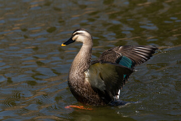 上体を起こし羽ばたくカルガモ