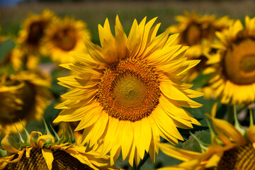 yellow flowering sunflowers in the summer