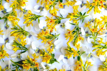 Delicate cute spring floral background of white and yellow flowers.