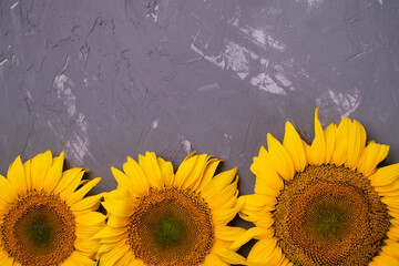 summer sunflowers on the side of a gray concrete background with space for an inscription