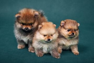 Three purebred spitz puppies. Studio shot