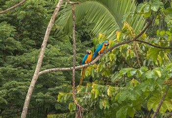blue and yellow macaw couple sitting in tree in peru