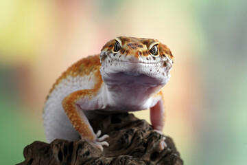 Leopard gecko lizard close-up 