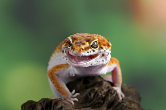Leopard gecko lizard close-up 