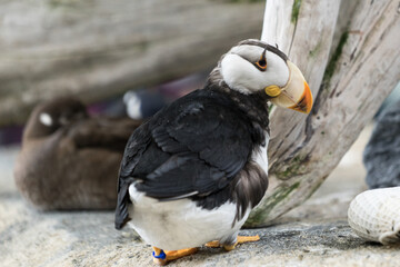 puffin