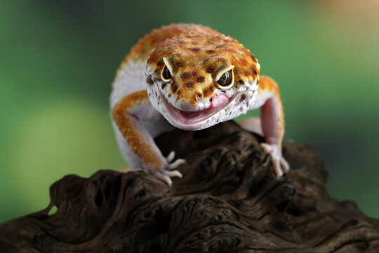 Leopard gecko lizard close-up 
