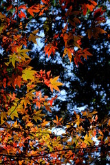日本の秋の風景（紅葉）