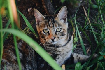 portrait of a cat behind the grass