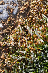 grass covered with ice and frost in the winter season