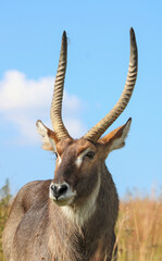 Waterbuck Bull, Pilanesberg National Park