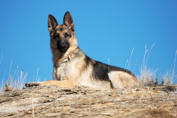 german shepherd dog