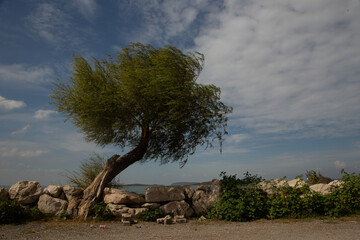 monumental tree by the lake