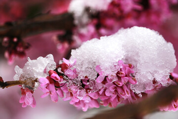 it snowed on redbud flowers, global warming