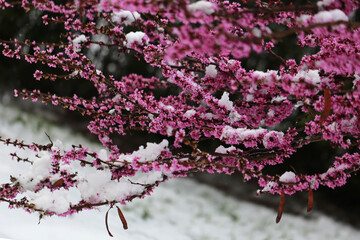 it snowed on redbud flowers, global warming