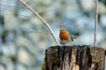 2022-02-10, GER, Bayern: Rotkehlchen im Garten
