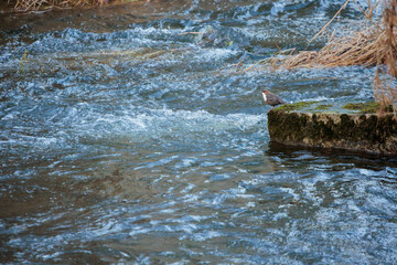 2022-02-10, GER, Bayern: Wasseramsel im Naturschutzgebiet 