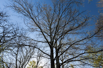 young green foliage on different types of trees