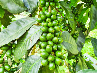 Coffee tree with green coffee beans on the branch