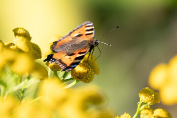 Small tortoiseshell