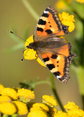 Small tortoiseshell