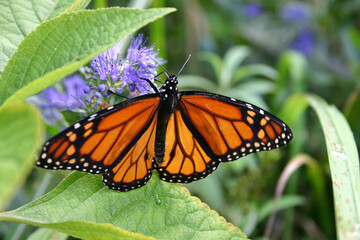 Thirsty Monarch Butterfly Drinks From Purple Flower