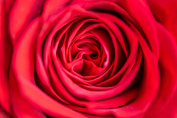 Red Rose Close up view