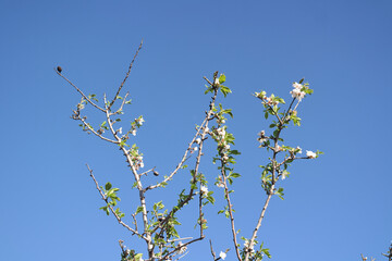 Paesaggio campestre