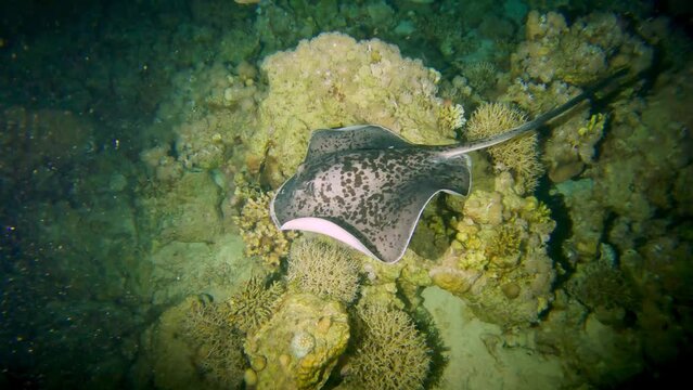 Large blackspotted stingray underwater swimming on croal reef