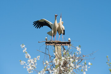 Two white storks in the nest against blue sky