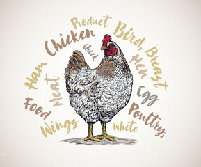 Chicken drawn in a graphic style, surrounded by thematic inscriptions as design elements. Vector illustration. 