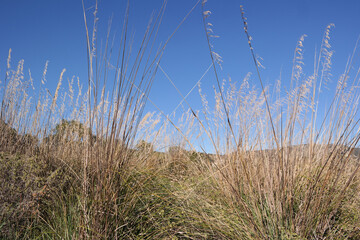 Fototapeta premium Paesaggio campestre