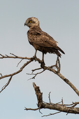 Circaète brunn, immature, .Circaetus cinereus, Brown Snake Eagle