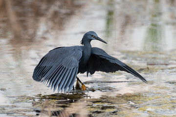 Aigrette ardoisée,. pêche, Egretta ardesiaca, Black Heron