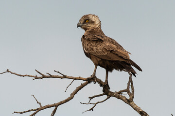 Circaète brunn, immature, .Circaetus cinereus, Brown Snake Eagle