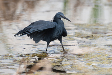 Aigrette ardoisée,. pêche, Egretta ardesiaca, Black Heron