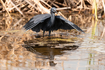 Aigrette ardoisée,. pêche, Egretta ardesiaca, Black Heron