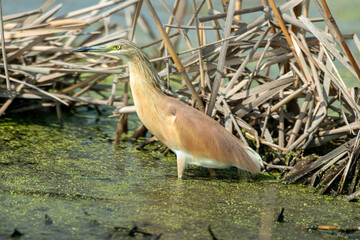 Crabier chevelu