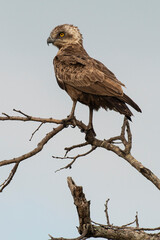 Circaète brunn, immature, .Circaetus cinereus, Brown Snake Eagle