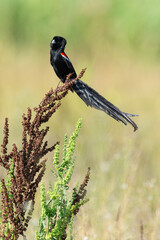 Euplecte à longue queue,.Euplectes progne, Long tailed Widowbird, Afrique du Sud